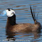 White-headed Duck; Malvasía