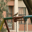 Brahminy Starling