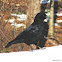 American Crow