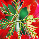 Poinsettia