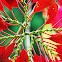 Poinsettia