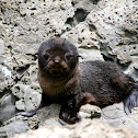 New Zealand fur seals