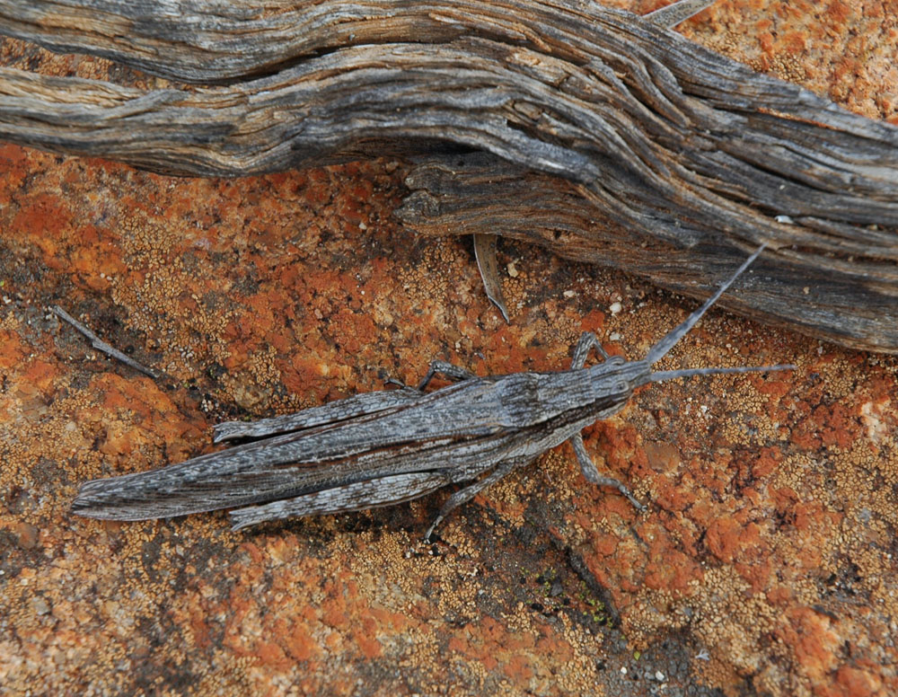Bark-mimicing grasshopper