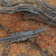 Bark-mimicing grasshopper