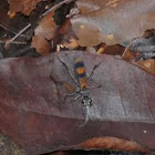 Tarantula hawk