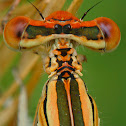 Orage White-legged Damselfly