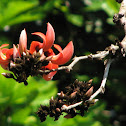 पलाश Flame of the ForestPalas