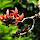 Plants of Maharashatra