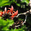 पलाश Flame of the ForestPalas