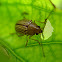 Leaf Beetle