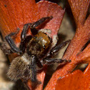 House Hopper (Jumping Spider)