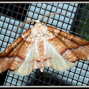 Unknown Moth