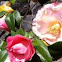 Camellia