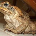 Cane Toad