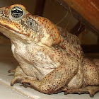 Cane Toad
