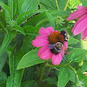 Bumblebee