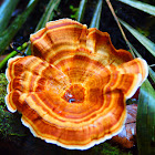 Fungi