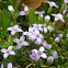 Bluets