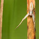 Crab Spider