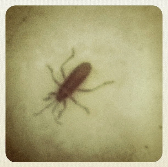 Spotting Image 1