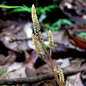 Fungus dependant parasitic plant