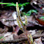 Fungus dependant parasitic plant