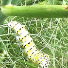 Caterpillar