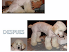 Peluqueria Canina