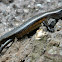 Common Sun Skink