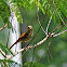 Brown Thrasher