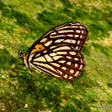 Tiger Brown