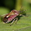 Shield bug