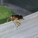 Common green shield bug