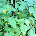 Jewelweed