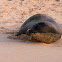 Hawaiian Monk Seal