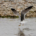 yellow legged Gull