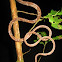 dormilona comun