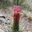 Arizona Thistle