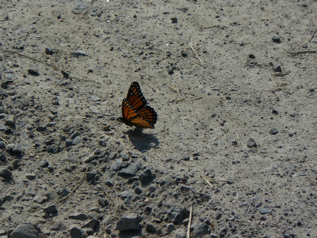 Viceroy