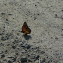 Viceroy