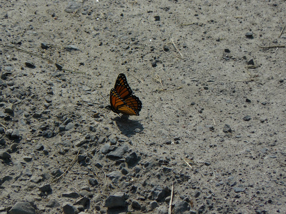 Spotting Image 1
