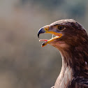 Steppe Eagle