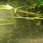 Diamondback Water Snake
