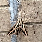 Banded Sphinx