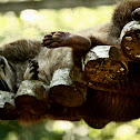 North American Raccoon