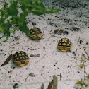 Gopher Tortoise