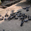 Rock Dove