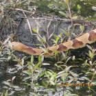 Copperhead