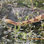 Copperhead