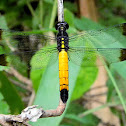 dragonfly